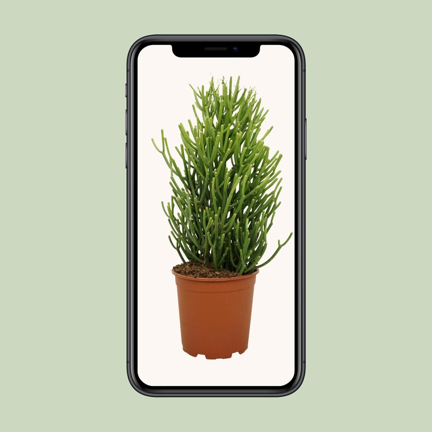 Euphorbia Tirucalli – Pflegeleichte, stilvolle Zimmerpflanze Ø21cm