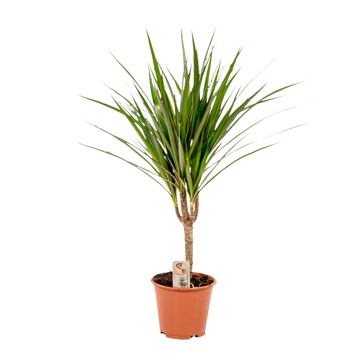 Dracaena Marginata – Pflegeleichter Drachenbaum Ø14cm, 60cm hoch