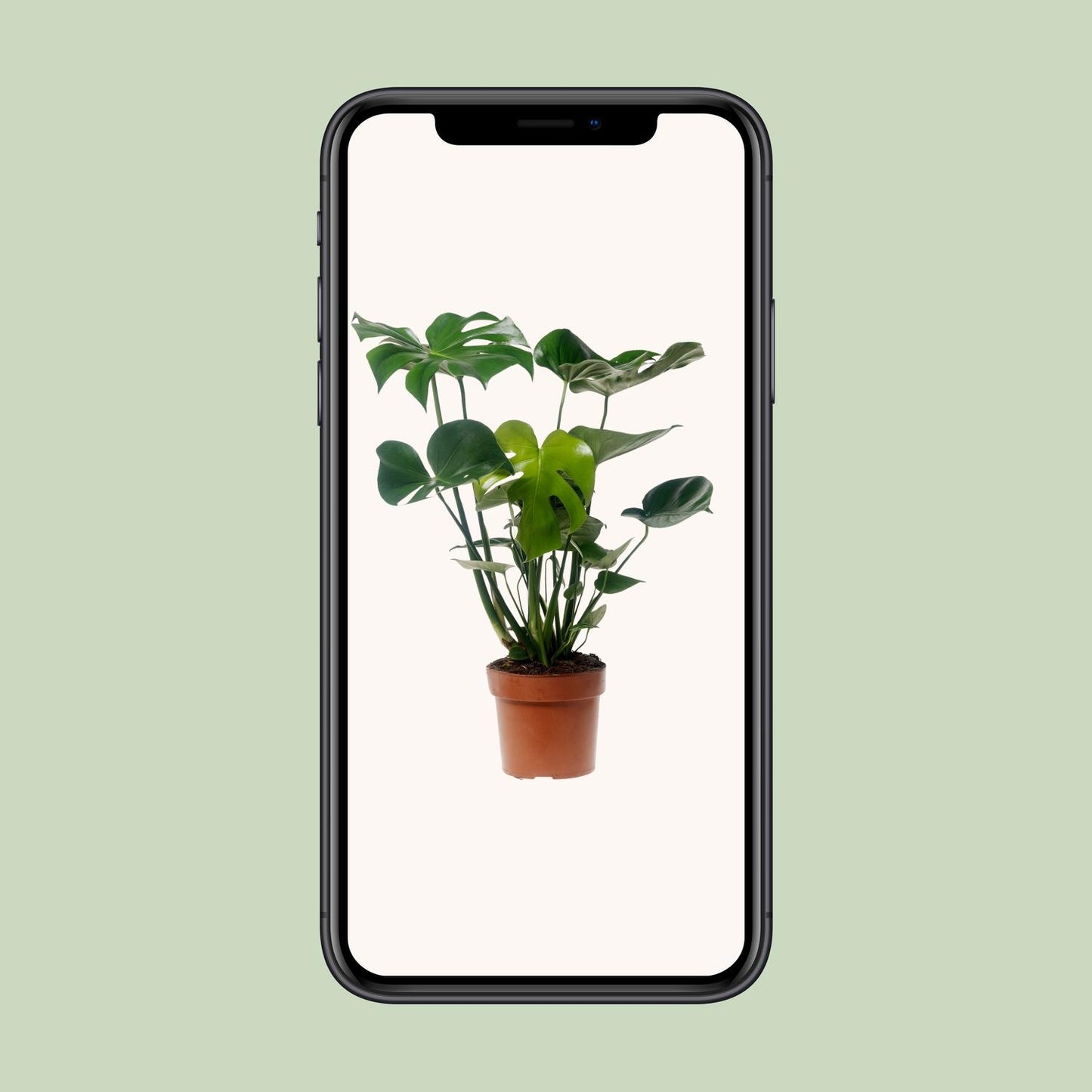 Monstera Deliciosa – Pflegeleichte XXL Zimmerpflanze Ø17cm