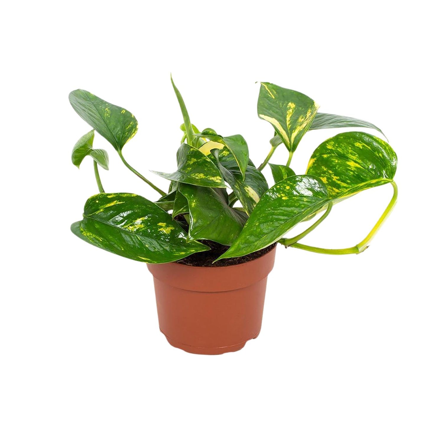 Goldener Efeutute (Epipremnum) 12cm - Pflegeleicht & Luftreinigend