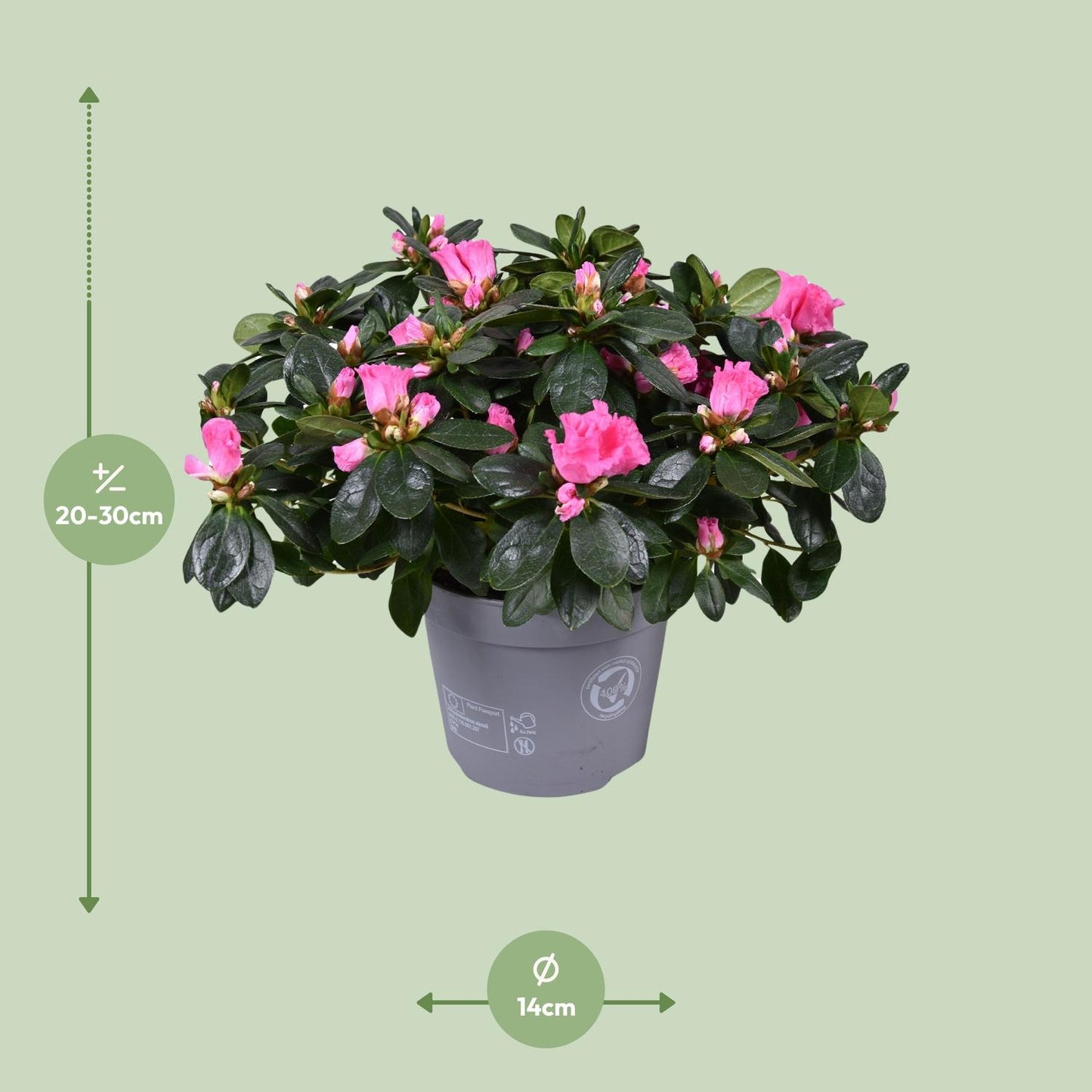 Azalee Rose Vogel – Pflegeleichte Blütenpracht Ø14cm