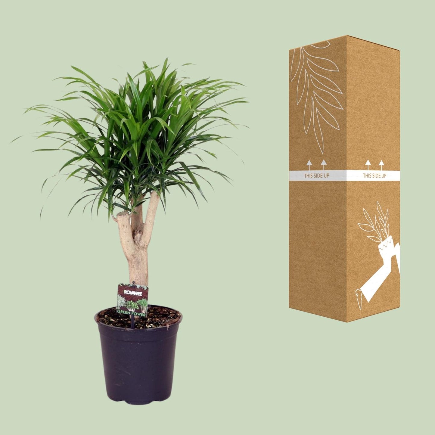 Dracaena Reflexa Anita – Pflegeleichter Drachenbaum Ø21cm, 70cm hoch
