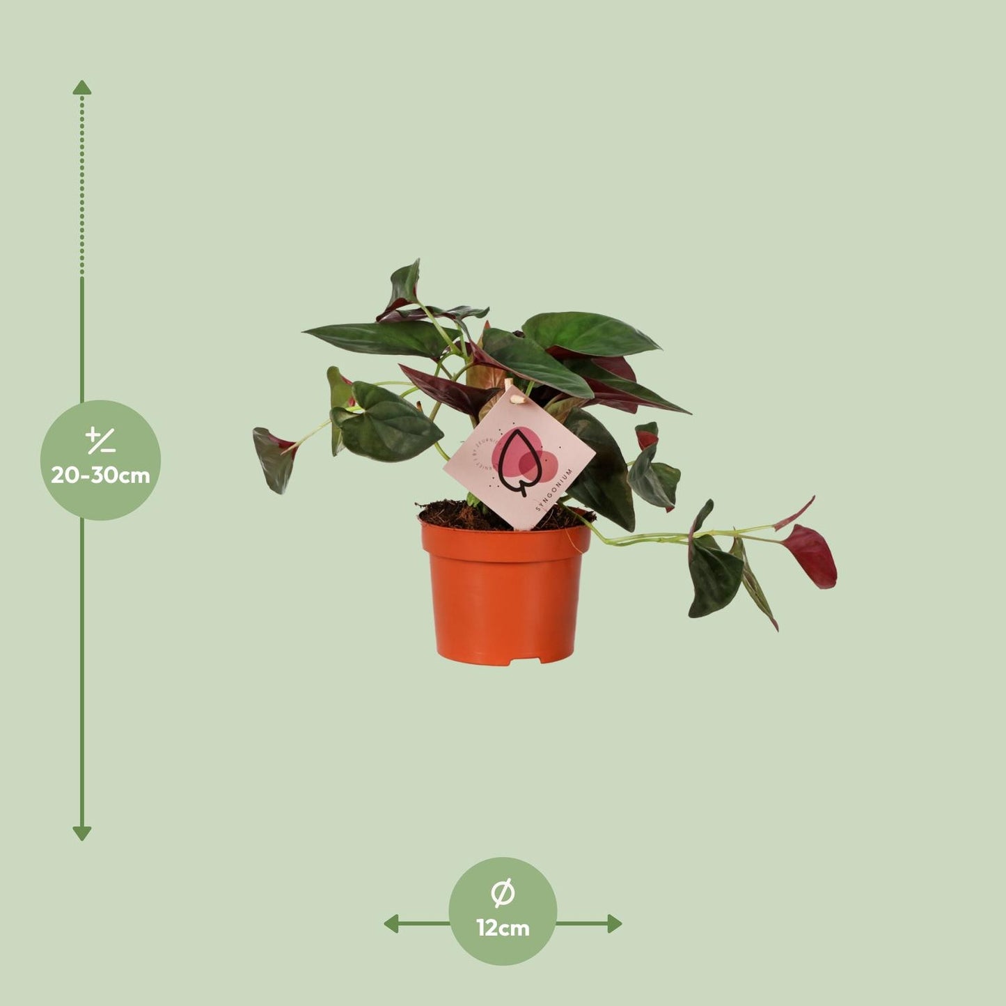Syngonium Red Arrow – pflegeleichte Pfeilpflanze Ø12cm