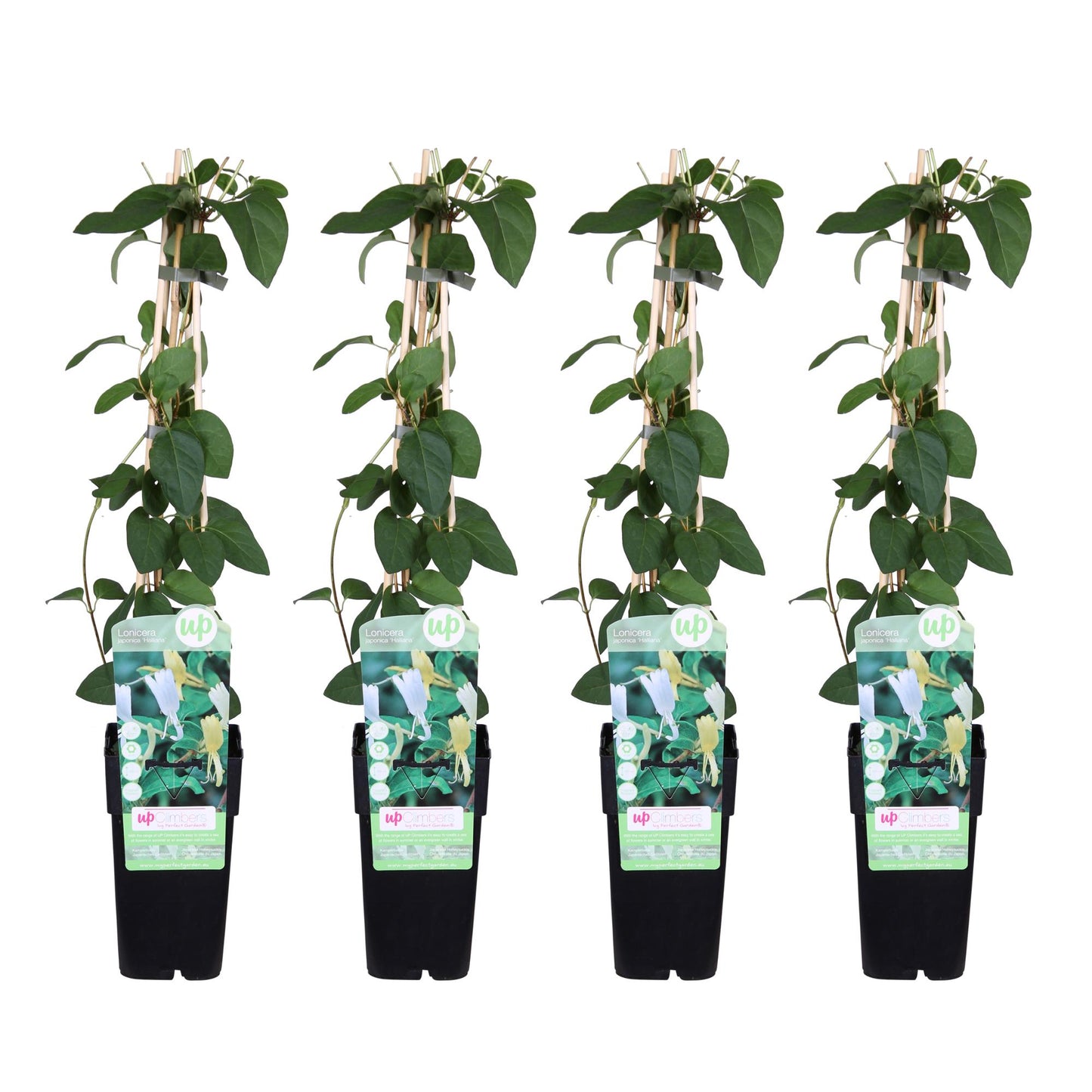 4x Lonicera japonica 'Halliana' - Weißes Geißblatt Ø15cm, 65cm hoch