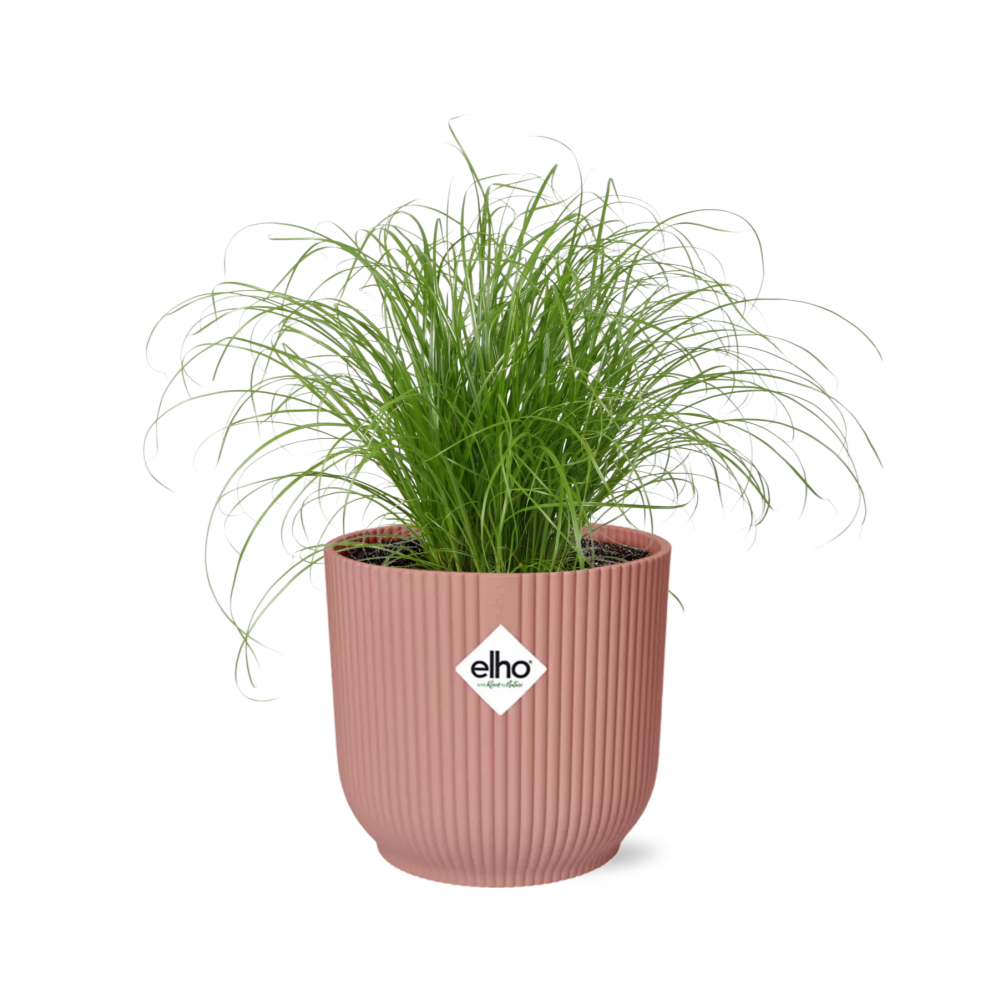 Cyperus Alternifolius Zumula in ELHO Vibes Fold 14cm rosa