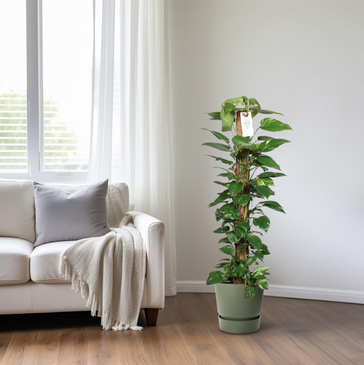 Epipremnum Pinnatum Mosstok 120 cm – Pflegeleichter Kletterer