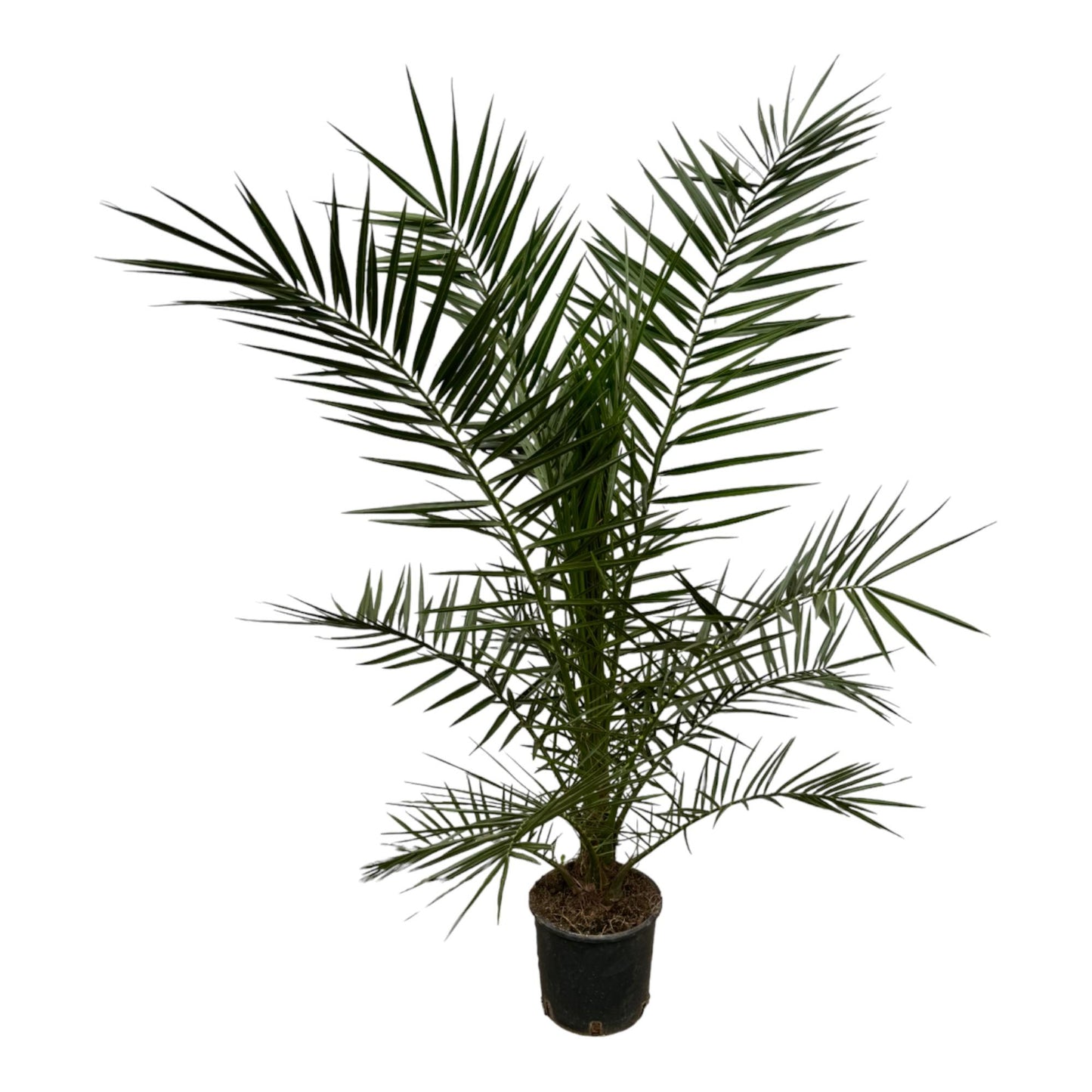 Phoenix Canariensis - Kanarische Dattelpalme 160 cm