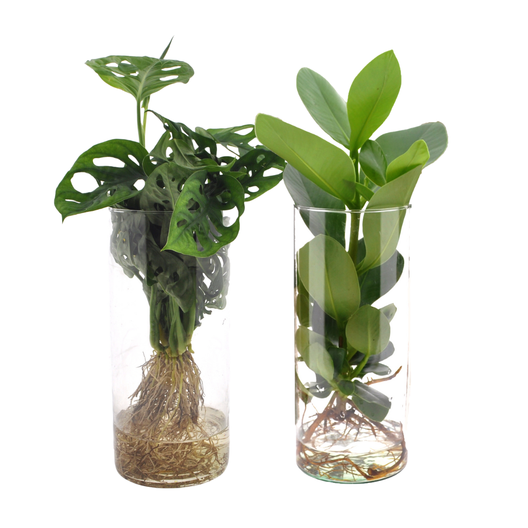 Cylinder Glas Duo Monstera & Clusia – 2er Set Ø12cm