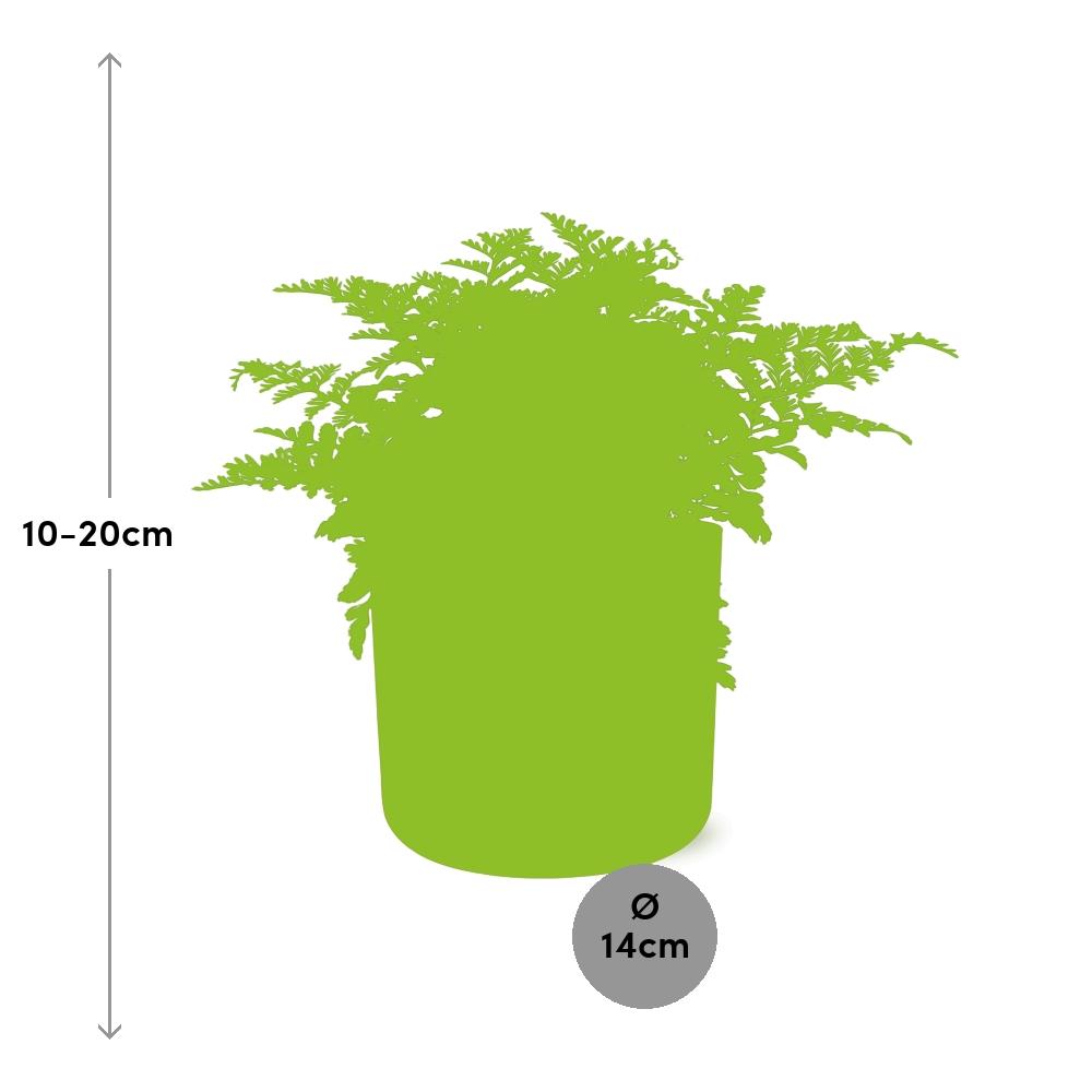 Asplenium Parvati – Luftreinigender Zimmerfarn im ELHO b.for soft Rond 14cm Brique