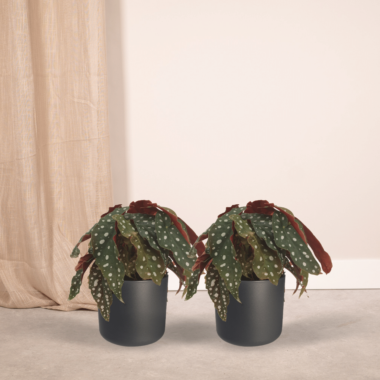 2x Begonia Maculata - Blattbegonie - 20cm - Ø12cm