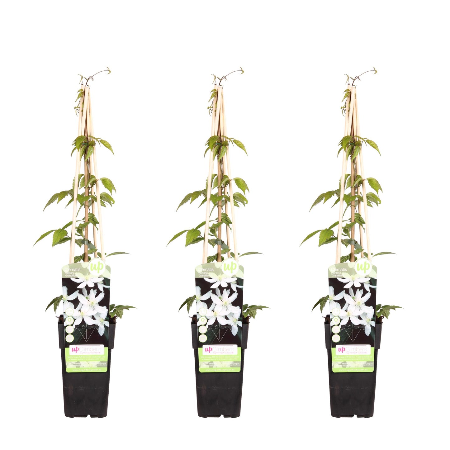 3x Clematis Montana 'Grandiflora' – Duftende Kletterpflanze Ø15cm