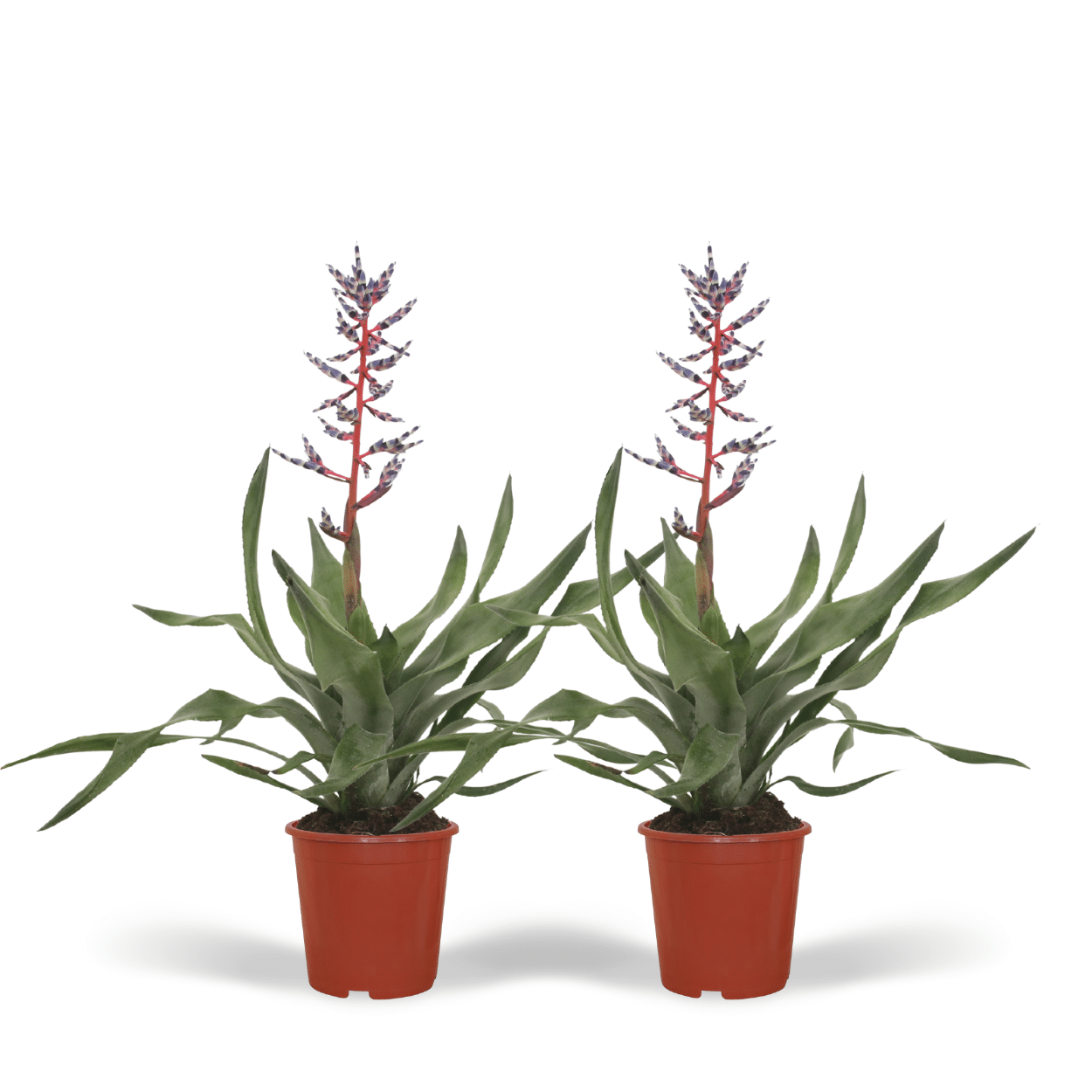 2x Aechmea Blue Rain – Tropische Bromelie 45cm