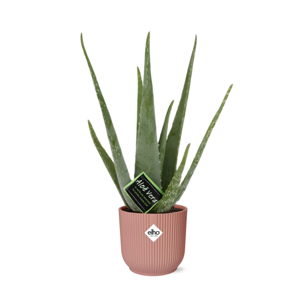 Aloe Vera 12cm im stylischen ELHO Vibes Fold Topf rosa