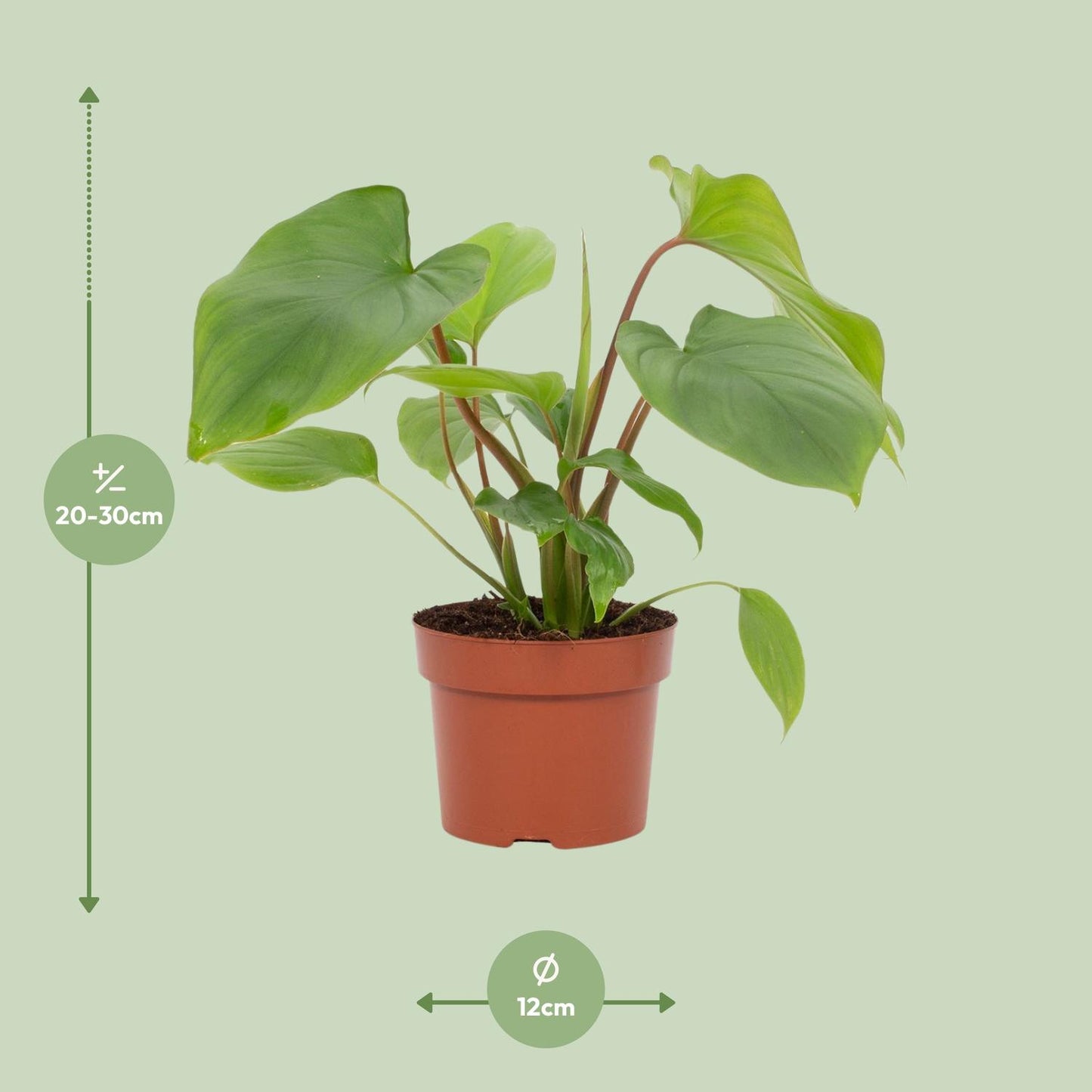 Homalomena Rubescens Maggy – Pflegeleichte Zimmerpflanze Ø12cm