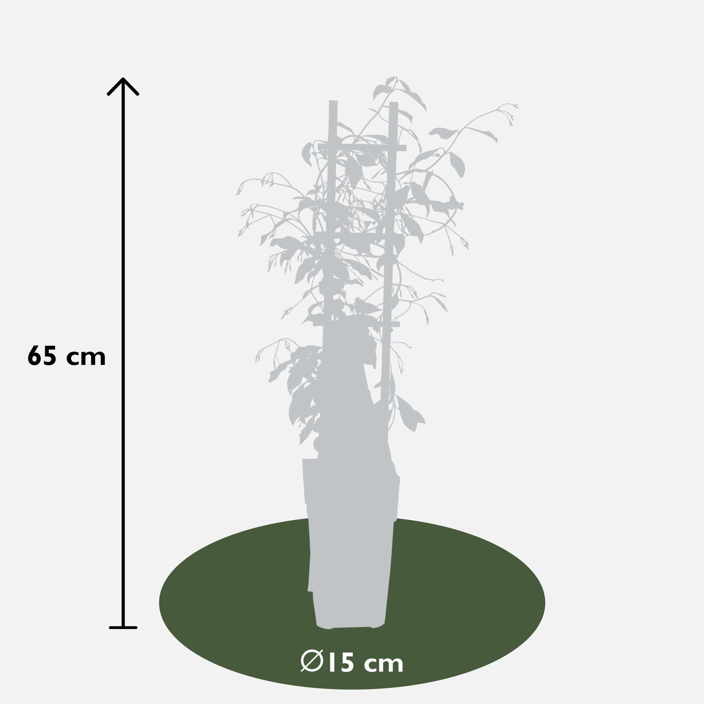 3er-Set Trachelospermum Mix – Pflegeleichte Kletterpflanzen Ø15cm