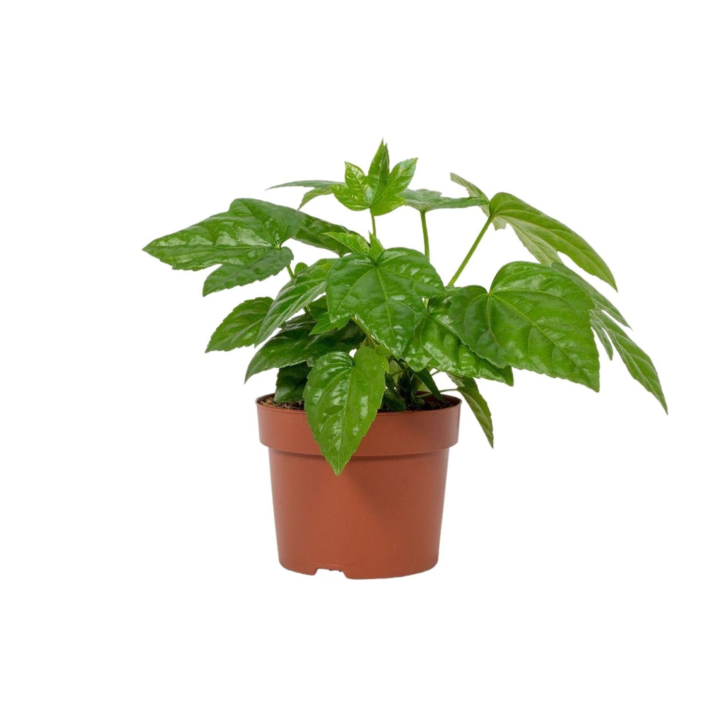 Fatsia Japonica 12cm - Ø12cm - ↕22cm