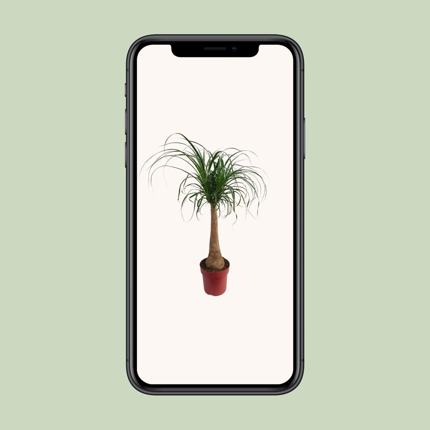 Beaucarnea „Maya Palm“ – Elefantenfuß-Palme Ø27cm, 110cm hoch