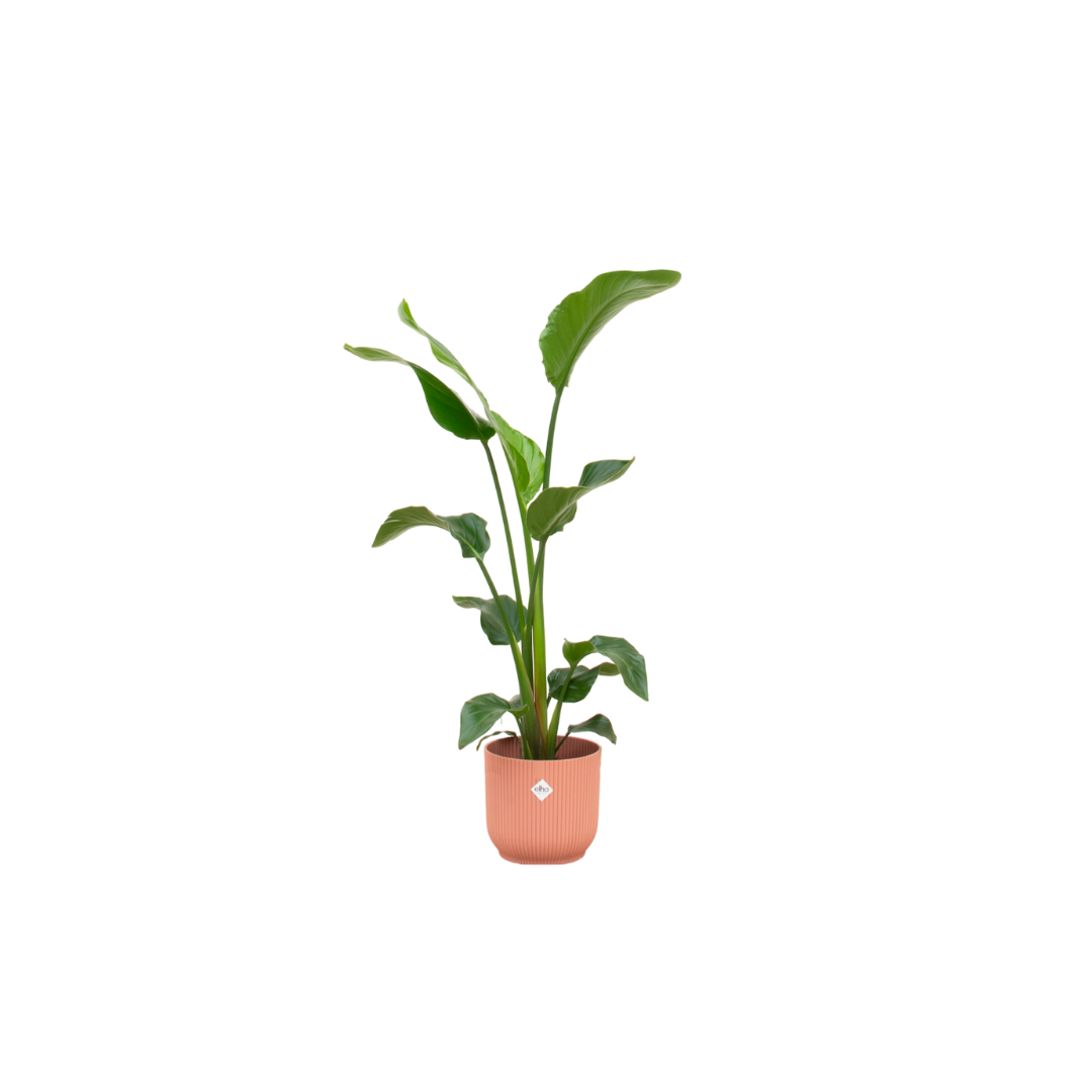Strelitzia Nicolai mit elho Vibes Fold Round Topf Ø22 cm, 100 cm