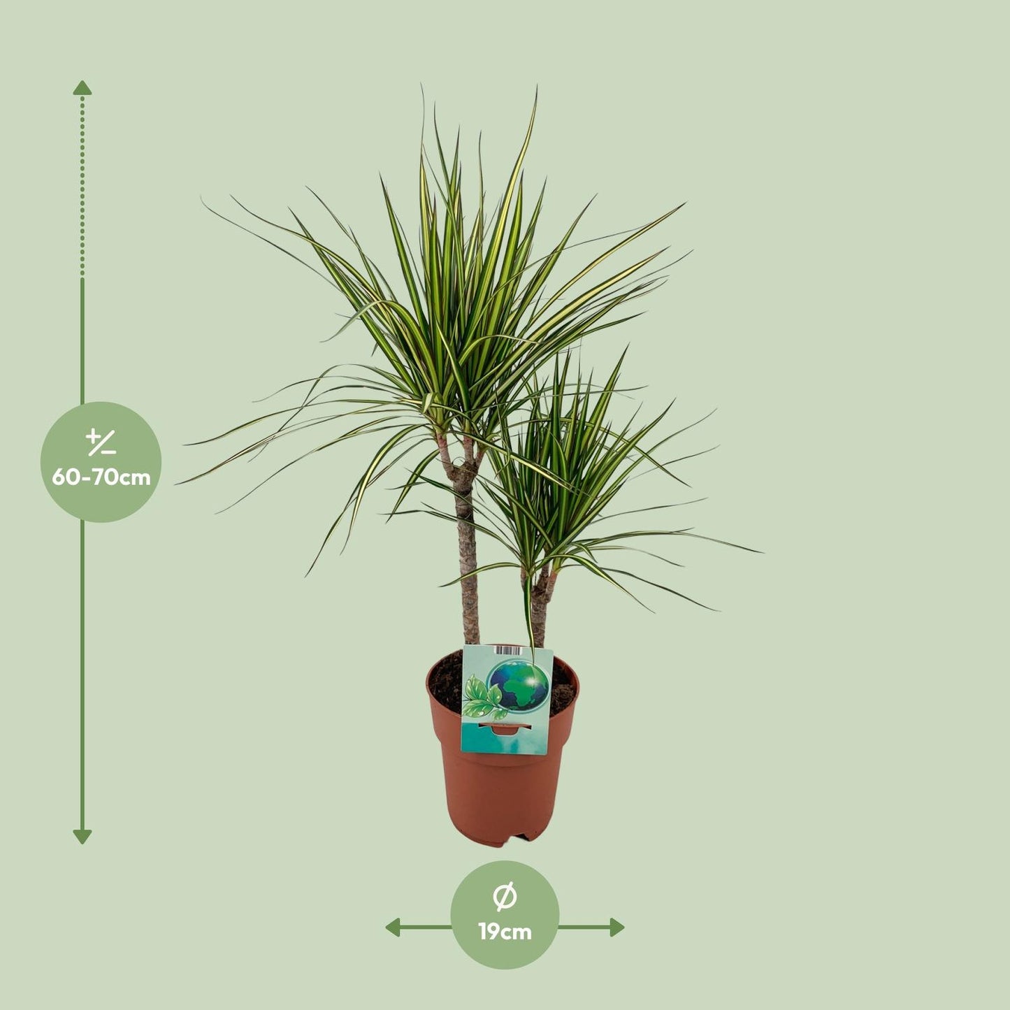 Dracaena Marginata Bicolor – Pflegeleichter Drachenbaum Ø19cm
