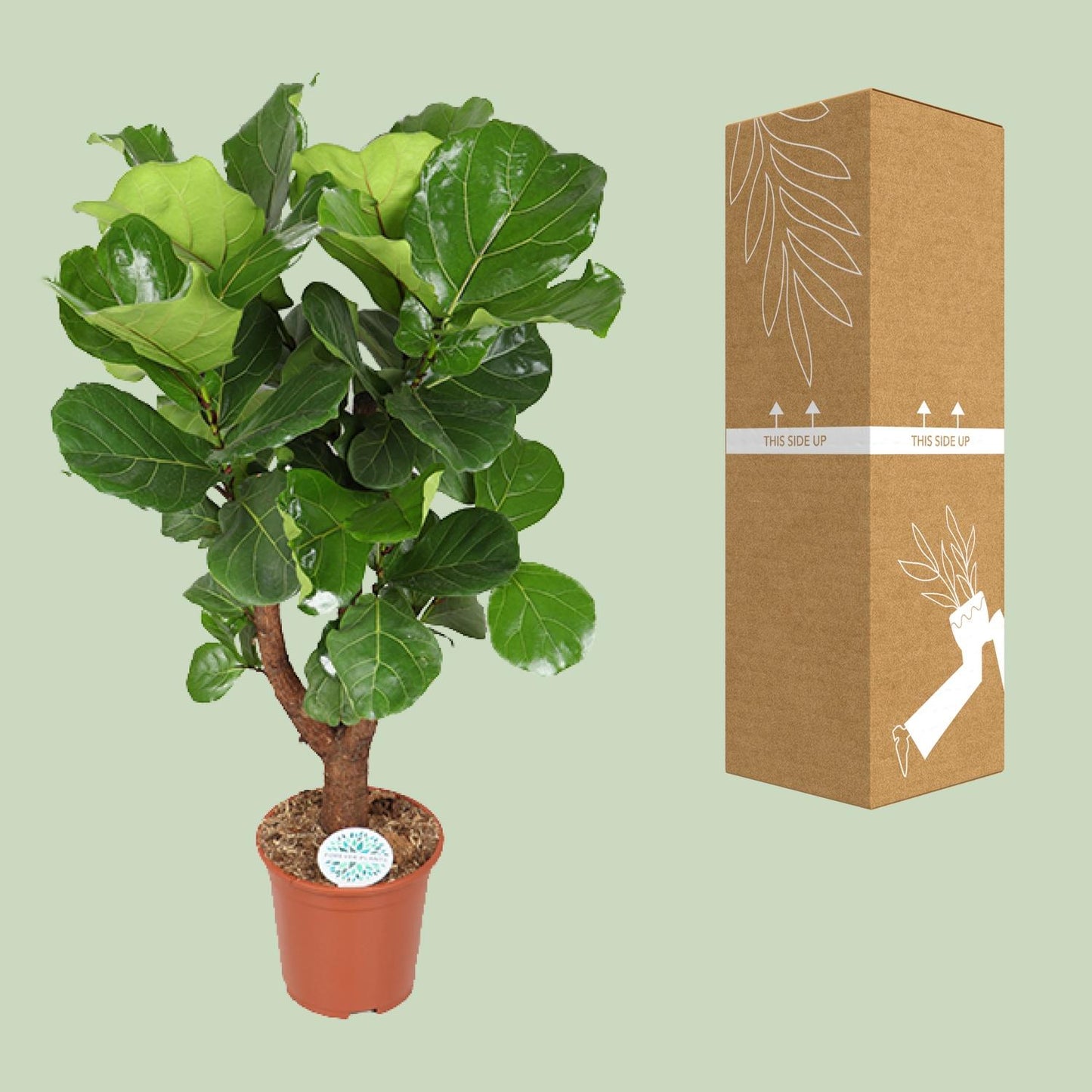 Ficus Lyrata – Elegante, pflegeleichte Zimmerpflanze Ø27cm