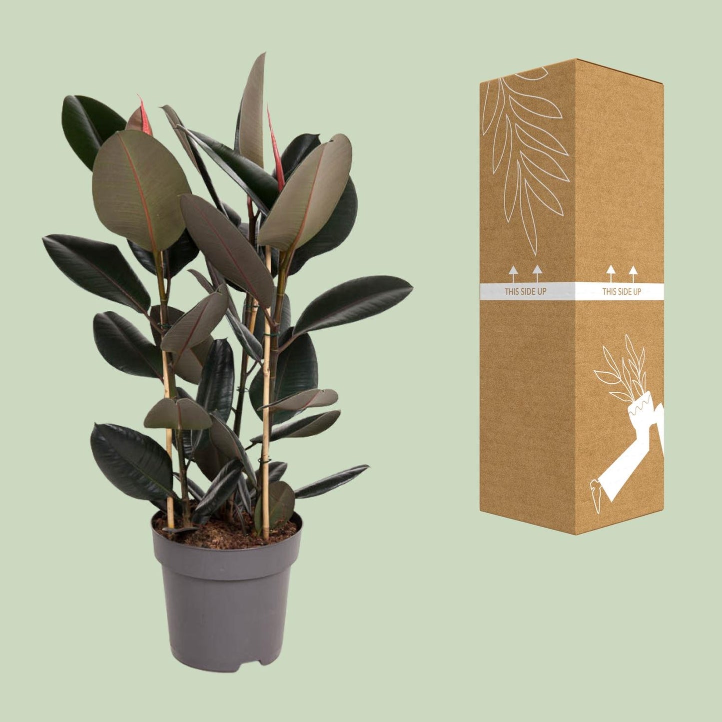 Ficus Elastica Abidjan – Stilvolle & pflegeleichte Zimmerpflanze Ø27cm