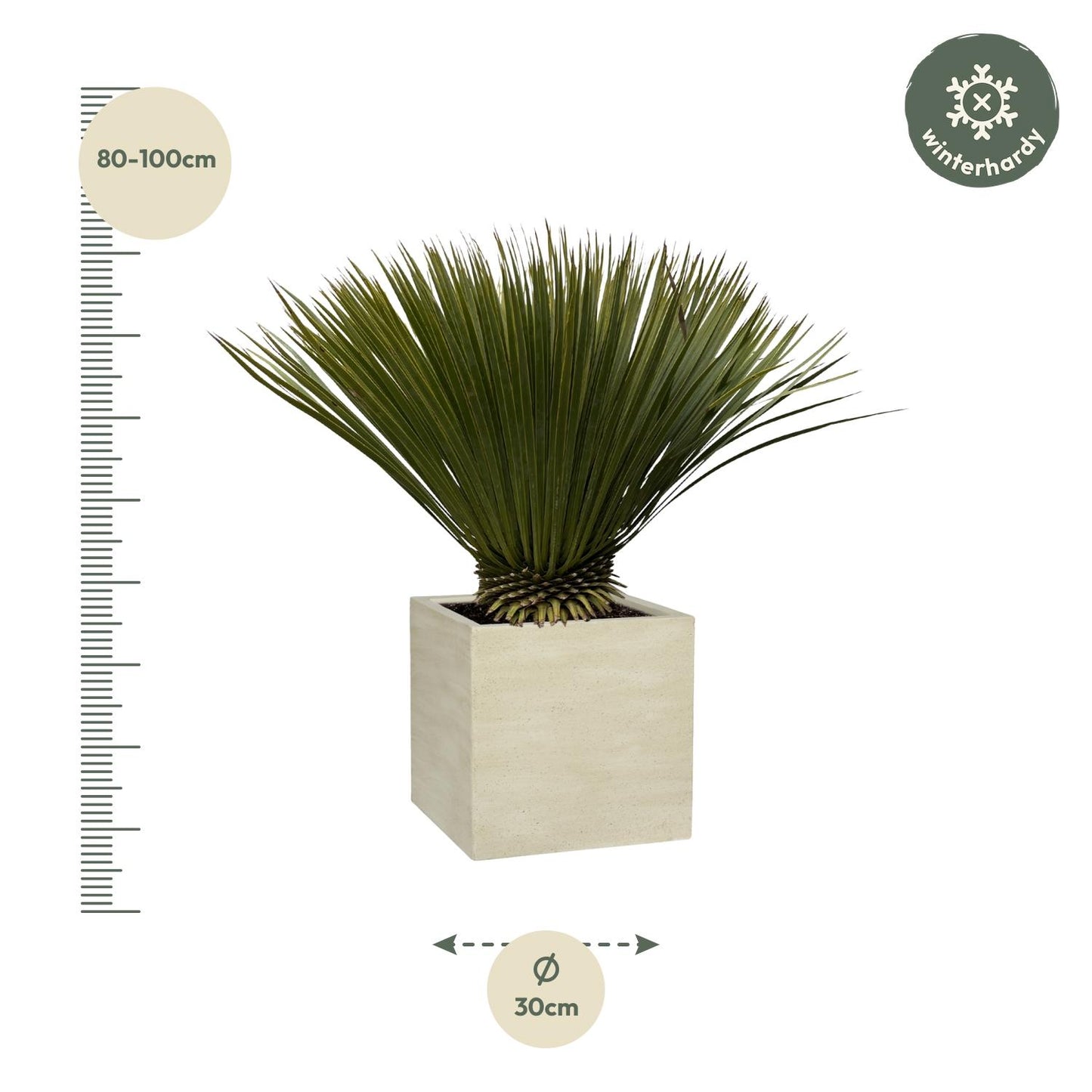 Yucca Rostrata – Stilvolle, pflegeleichte Zimmerpflanze 70 cm