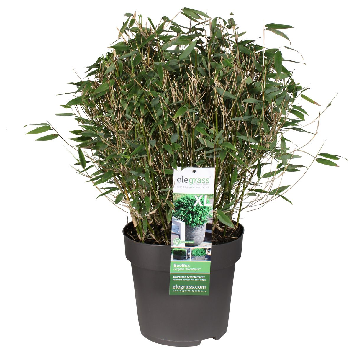 Fargesia 'Moontears'® Boobux – Immergrüner Bambus Ø29cm, 70cm hoch