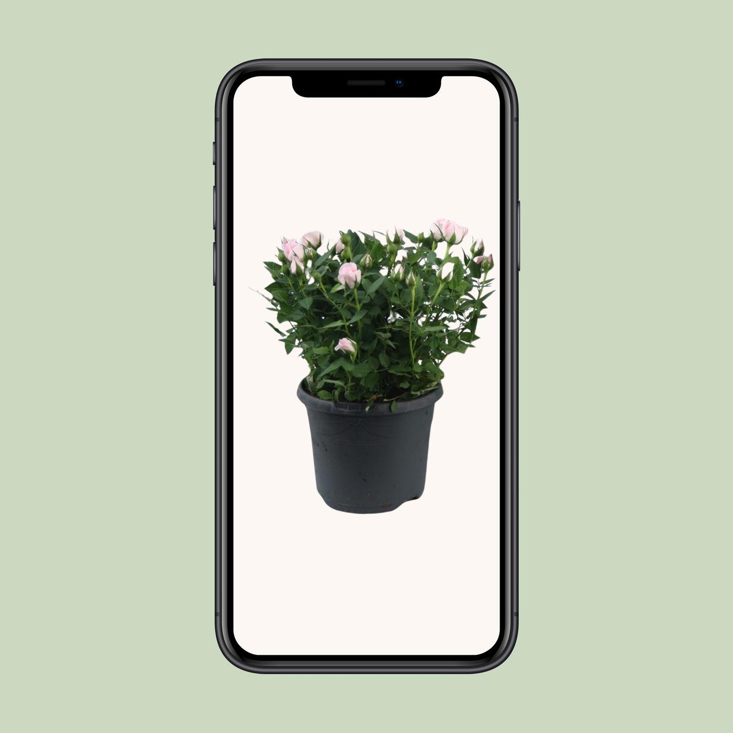 Rosa Jewel Patio Baby - Topfrose Ø17cm, Höhe 30cm