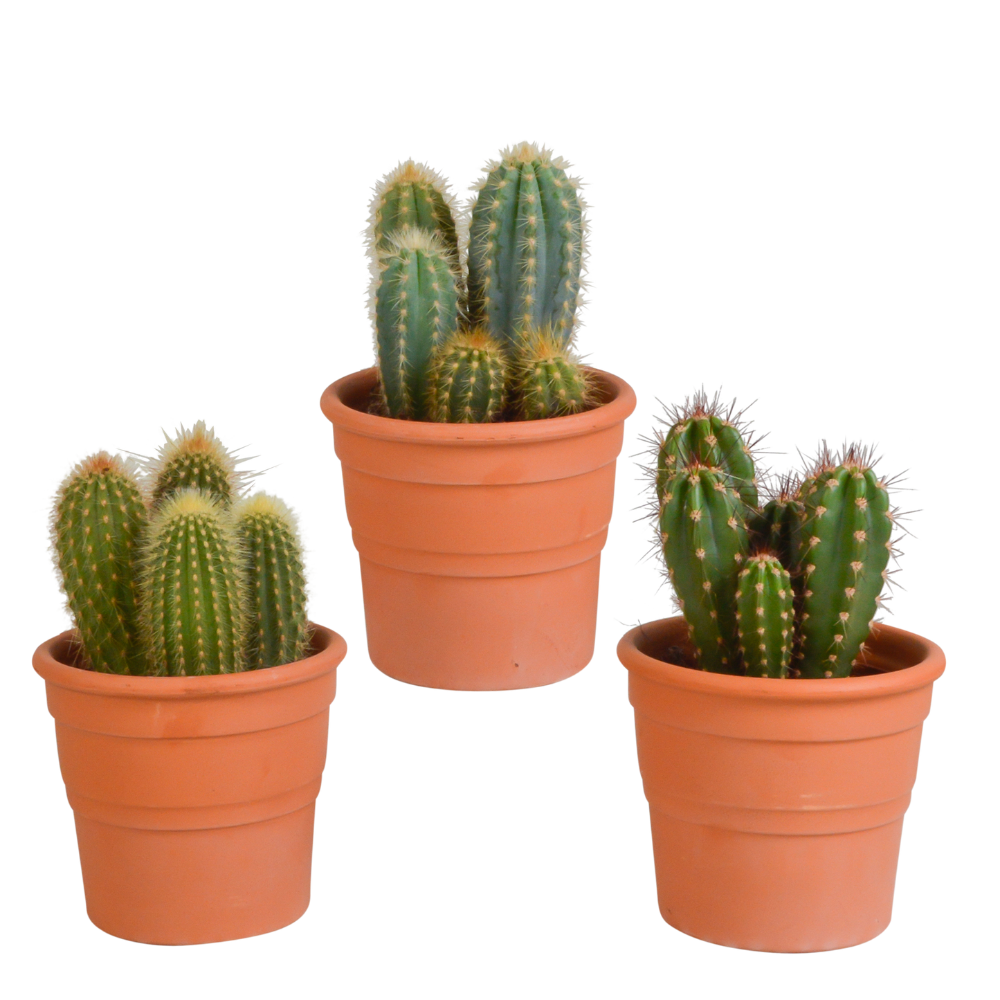 Cereus-Mischung 3er-Set im Terrakotta-Topf 10,5 cm