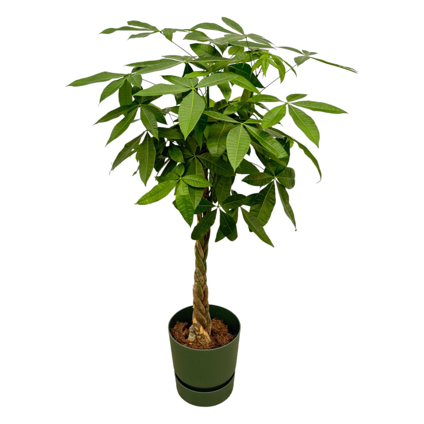 Pachira Aquatica Geldbaum mit elho Greenville Topf – 160 cm