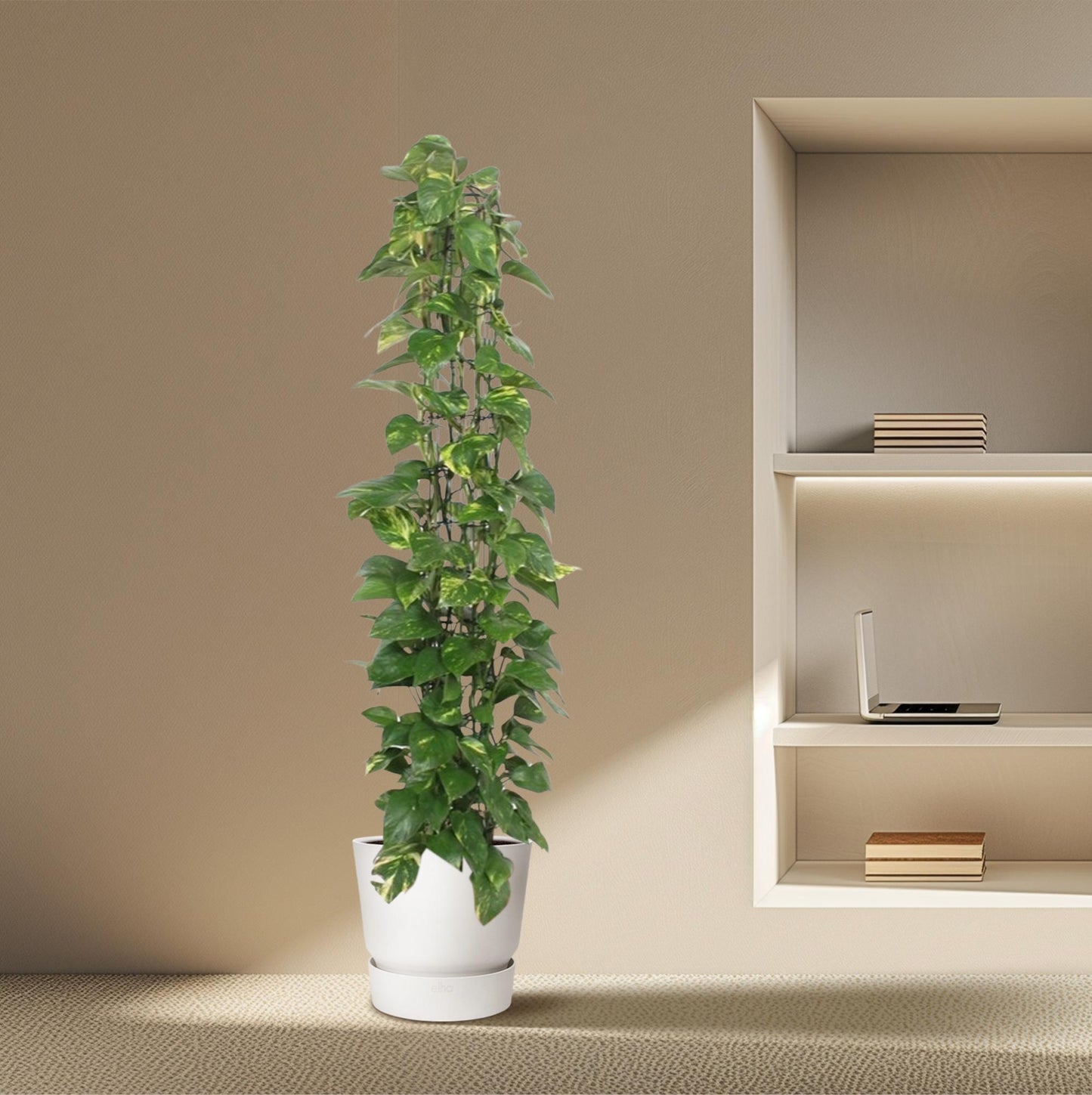 Epipremnum Aureum am Gitter – 160 cm, Ø 27 cm