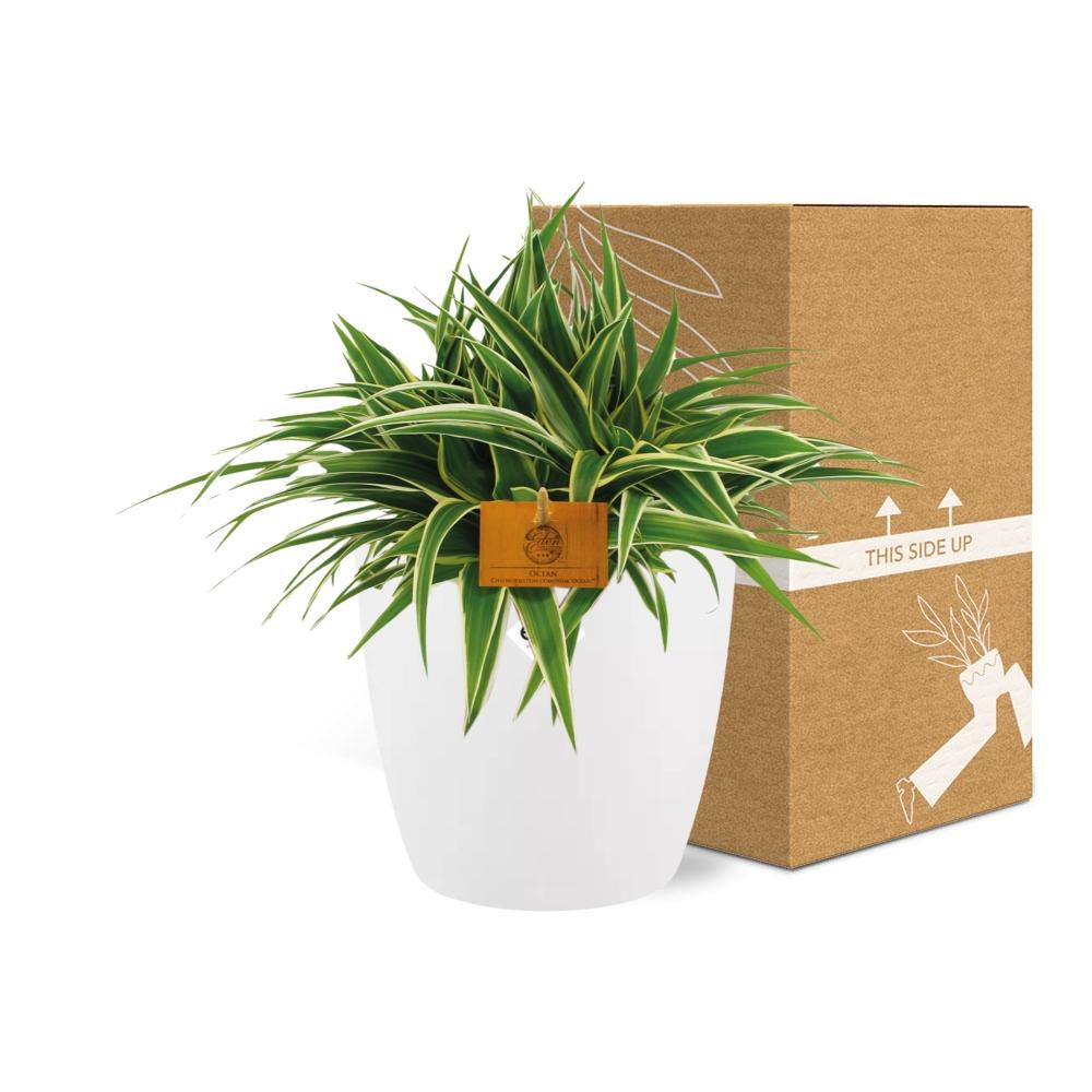 Chlorophytum Ocean 15cm in ELHO brussels 16cm weiß