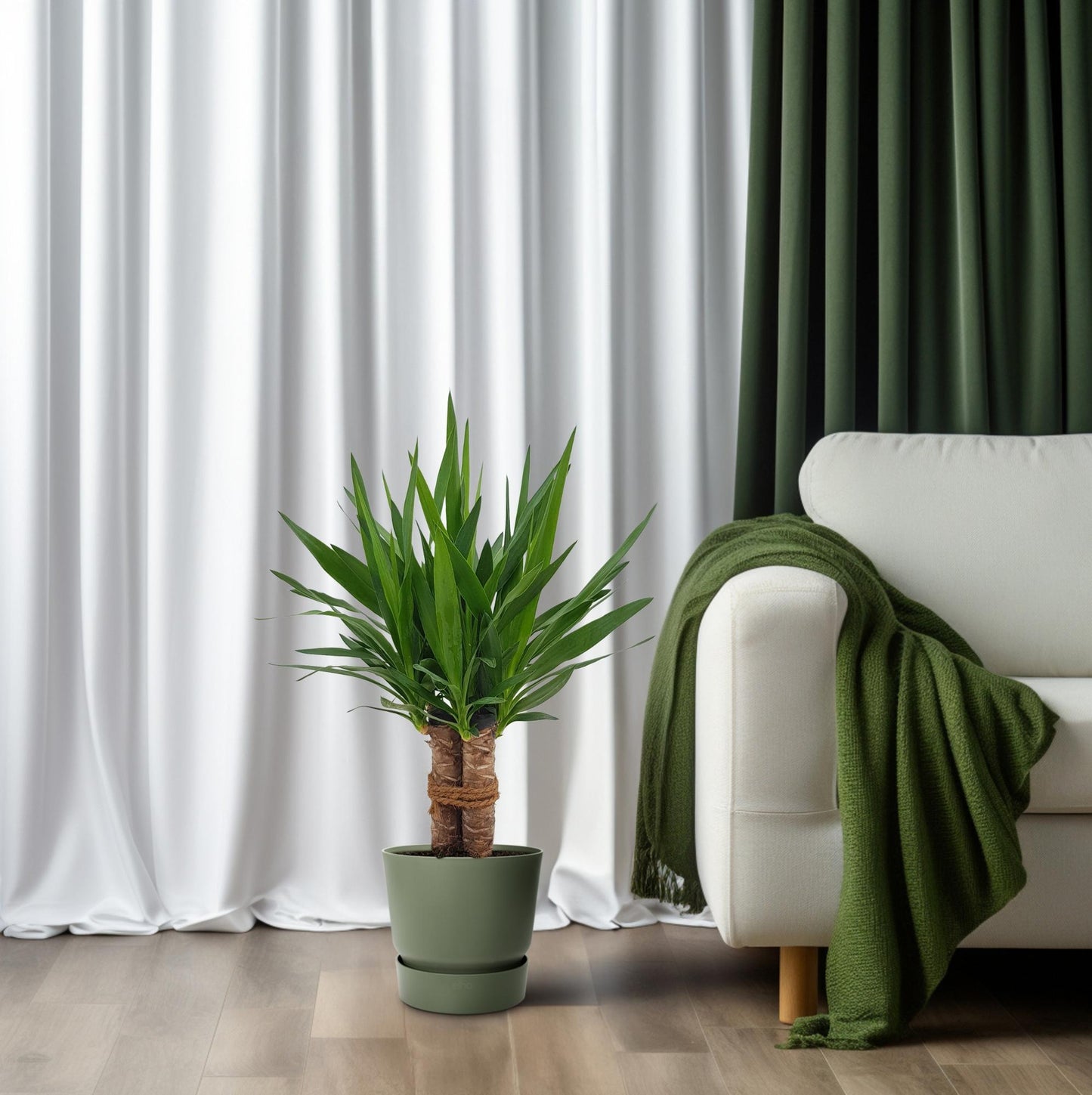 Yucca „Tres Cañas“ – pflegeleichte Zimmerpflanze Ø19cm, 70cm hoch