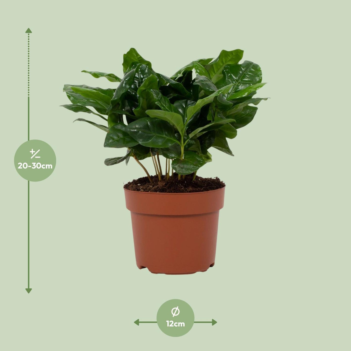 Coffea Arabica – Pflegeleichte Kaffeepflanze im 12 cm Topf