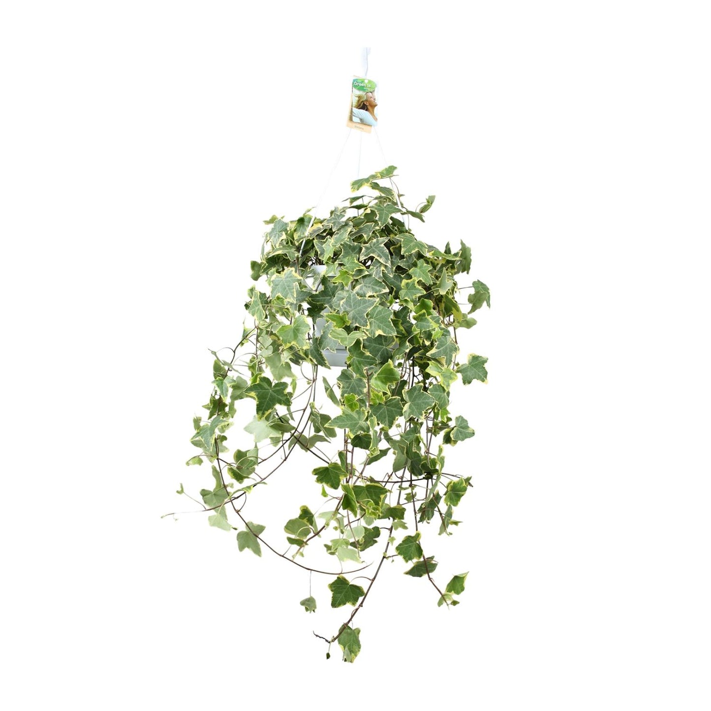 Hedera Helix Gold Child – XXL Hängepflanze Ø24cm