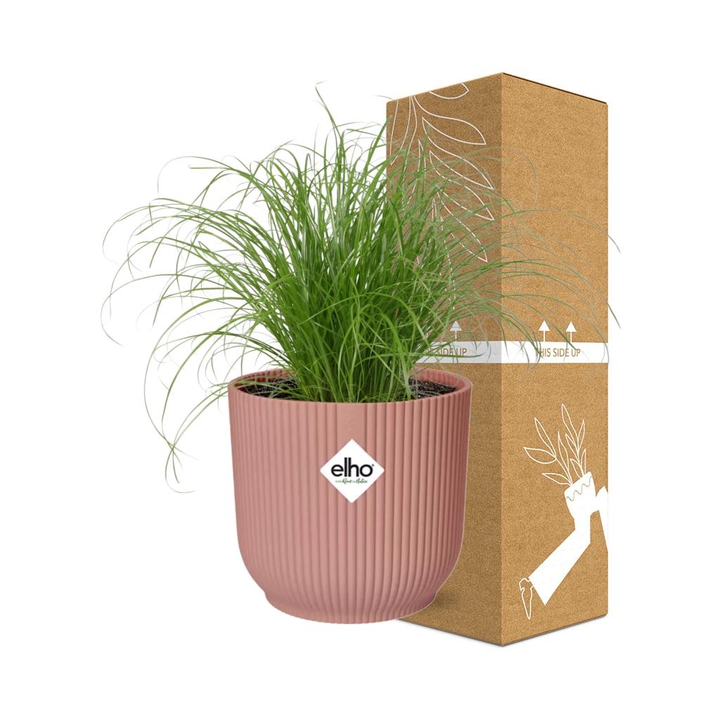 Cyperus Alternifolius Zumula in ELHO Vibes Fold 14cm rosa
