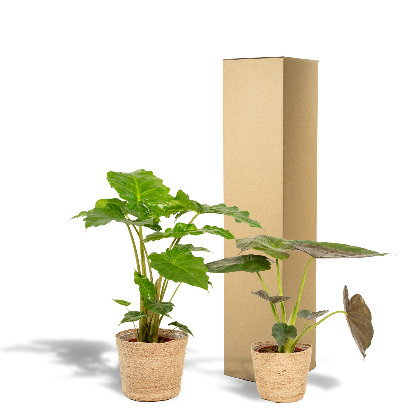 Alocasia Wentii & Portodora im Korb Ø19cm - bis 75cm