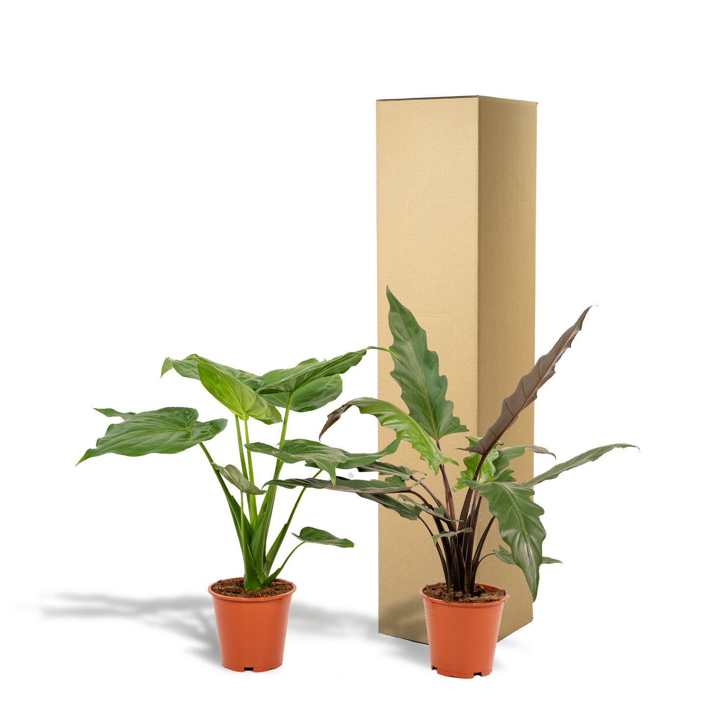 Alocasia Cucullata & Alocasia Lauterbachiana - Ø19cm, bis 75cm