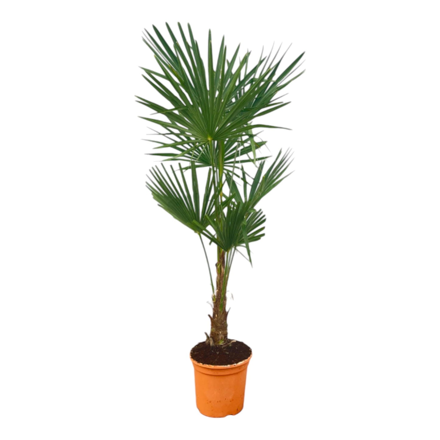 Trachycarpus Fortuneii Palme – 120-140 cm Ø27 cm