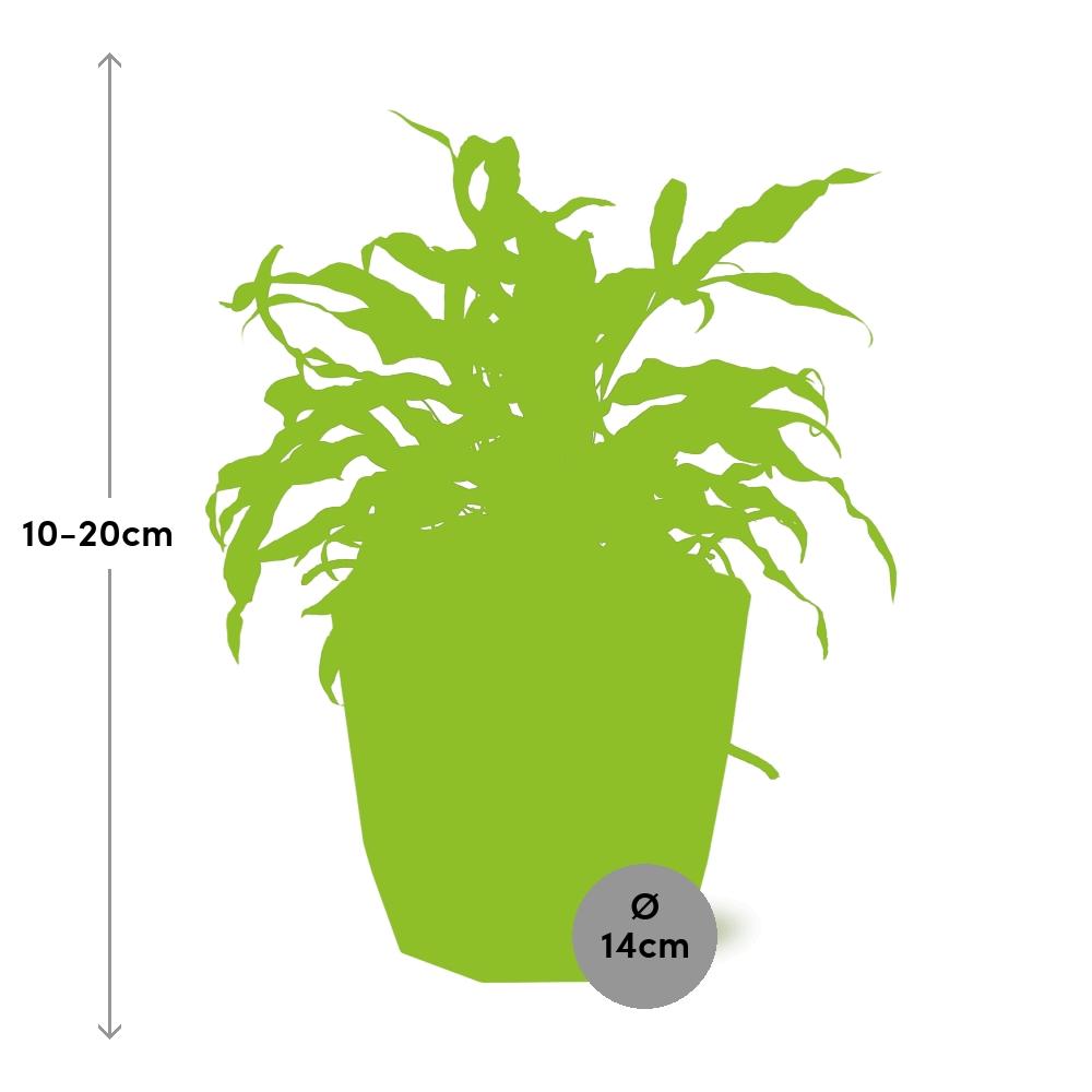 Microsorum Diversifolium – Känguru-Farn in ELHO b.for rock 14 cm warm grey
