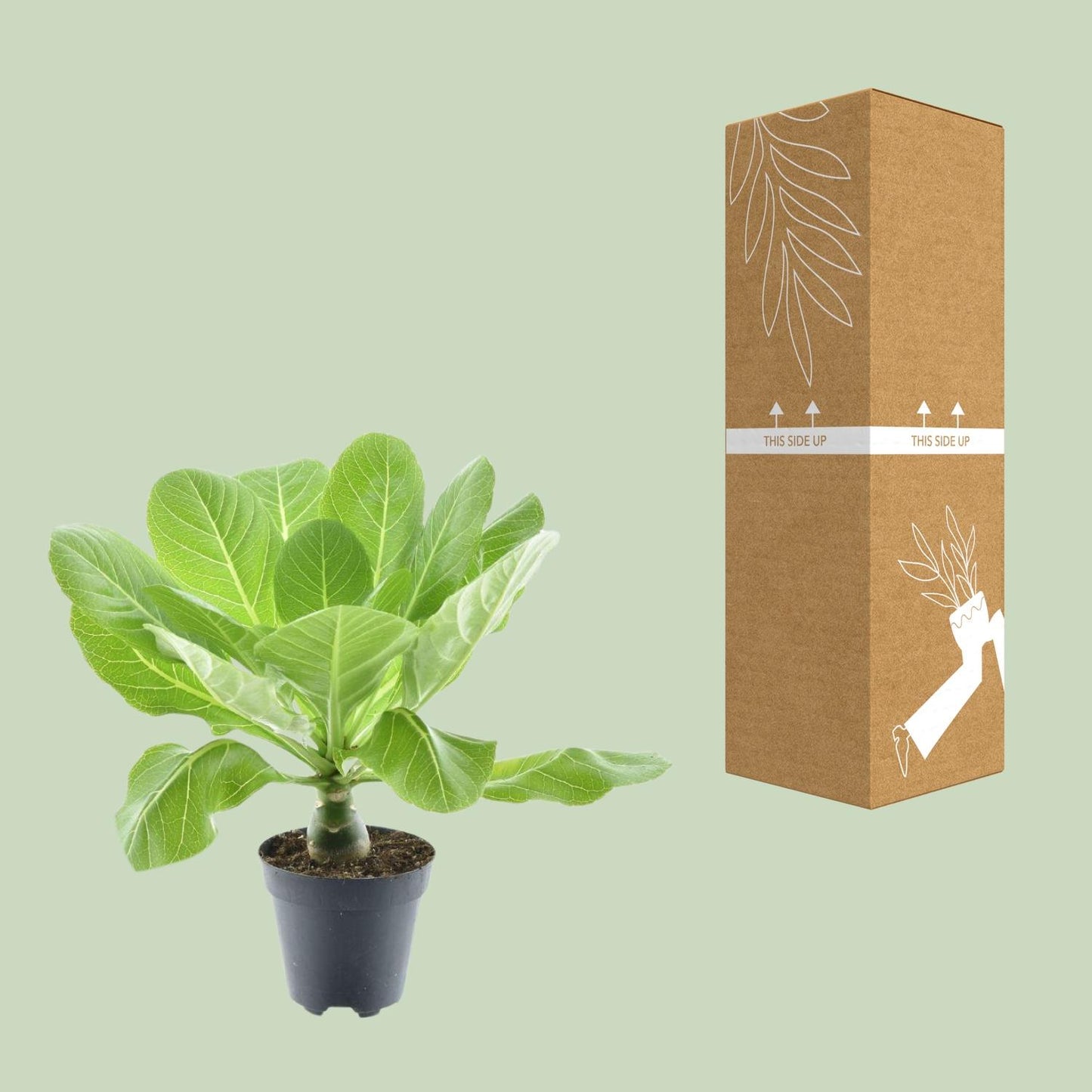 Brighamia Insignis 'Hawaii Palm' – Pflegeleichte Zimmerpflanze Ø12cm