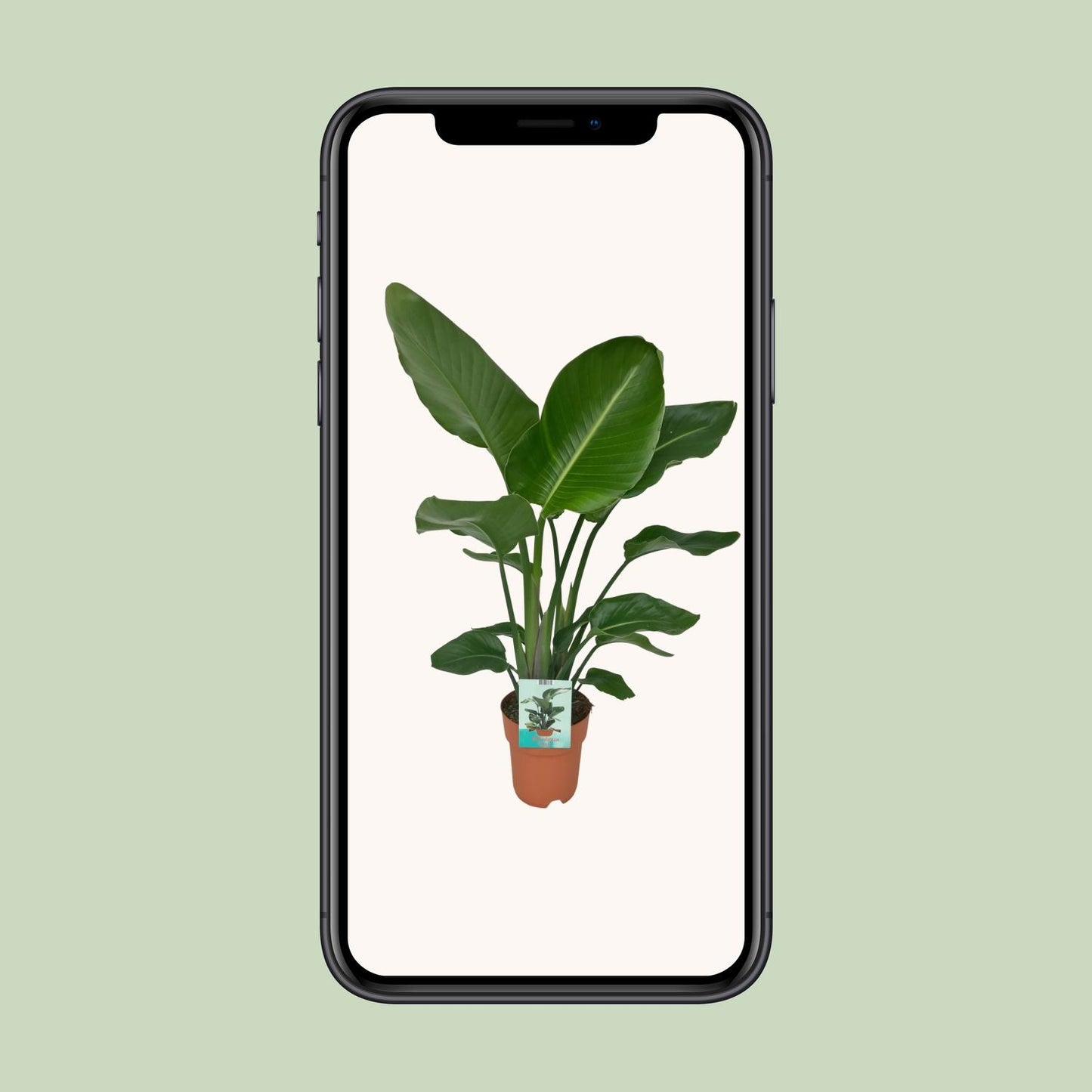 Strelitzia Nicolai – Paradiesvogelpflanze Ø19cm, Höhe 95cm