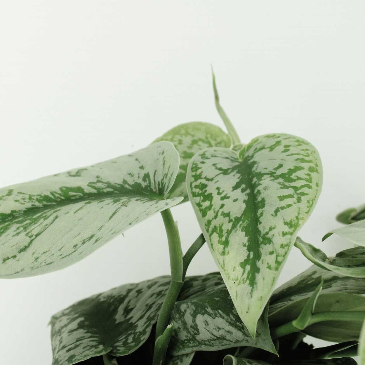 Scindapsus Pictus Trebie – 2er Set, Ø12cm, ca. 15cm Höhe