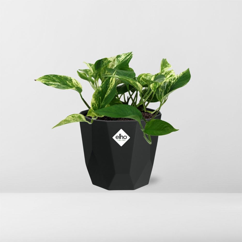 Scindapsus Marble Queen – Pflegeleichte Efeutute in 14cm Topf