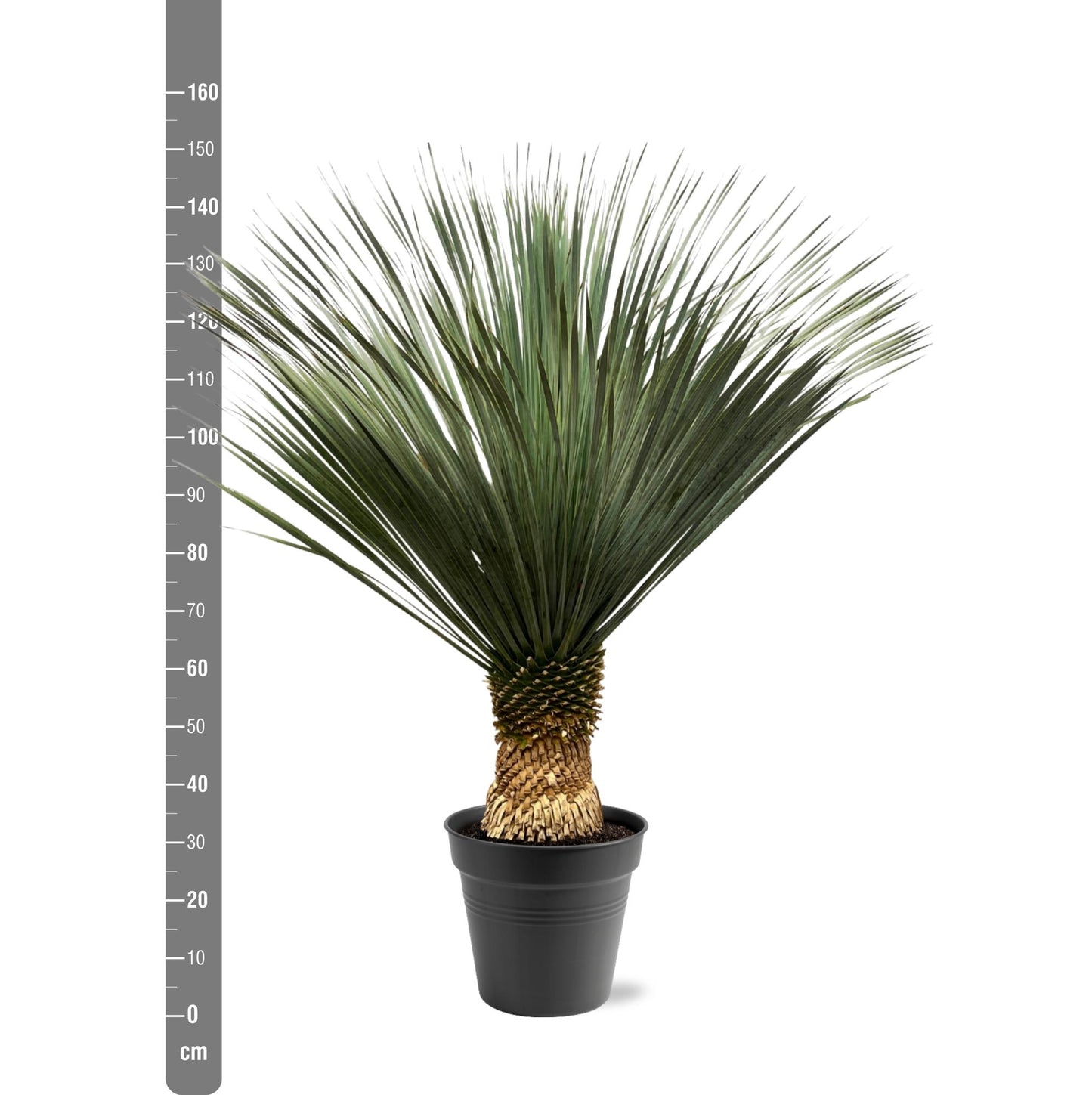 Yucca Rostrata XXL – 130-150 cm – Ø 50 cm