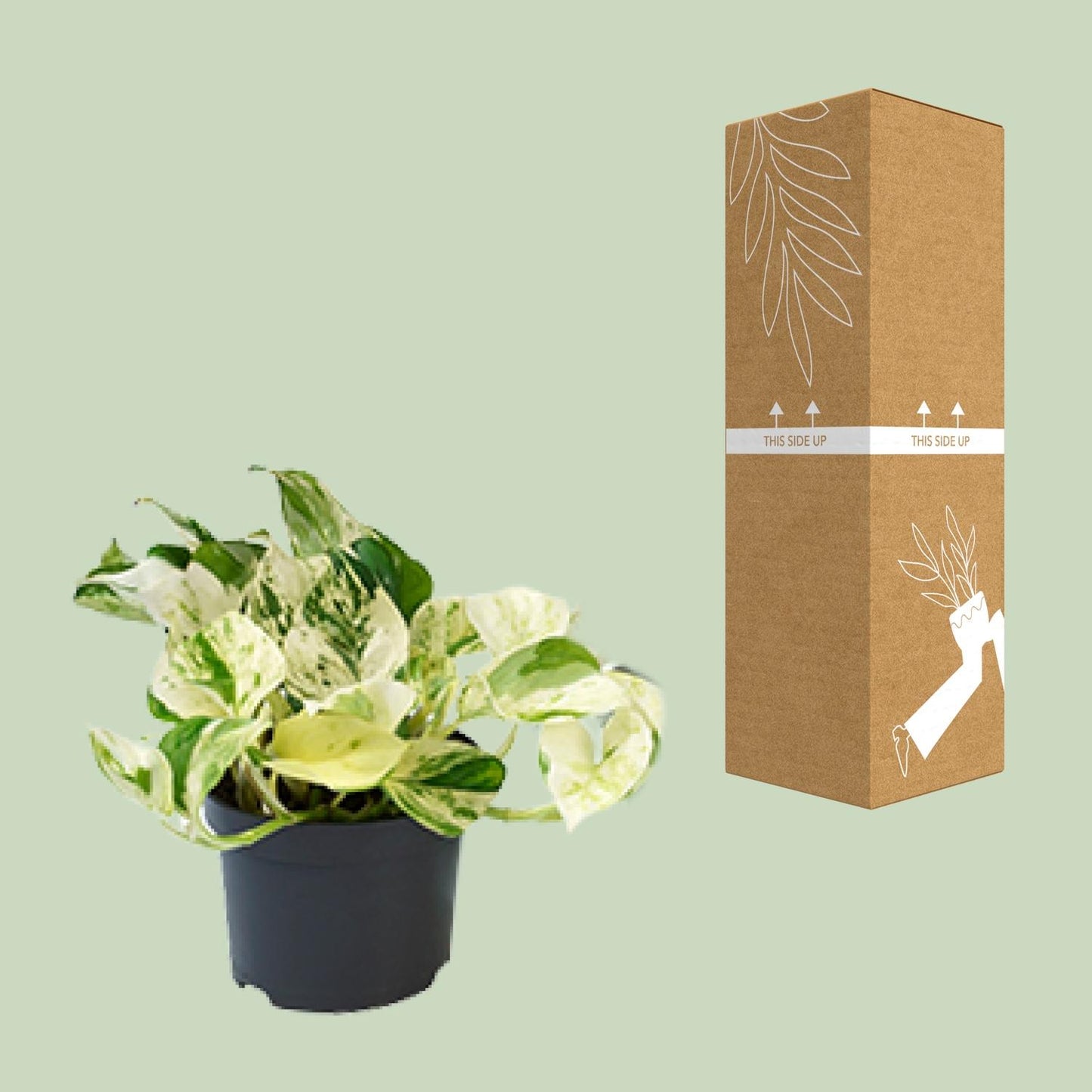 Epipremnum Happy Leaf ‚Marble Queen‘ Ø12cm, 20cm hoch