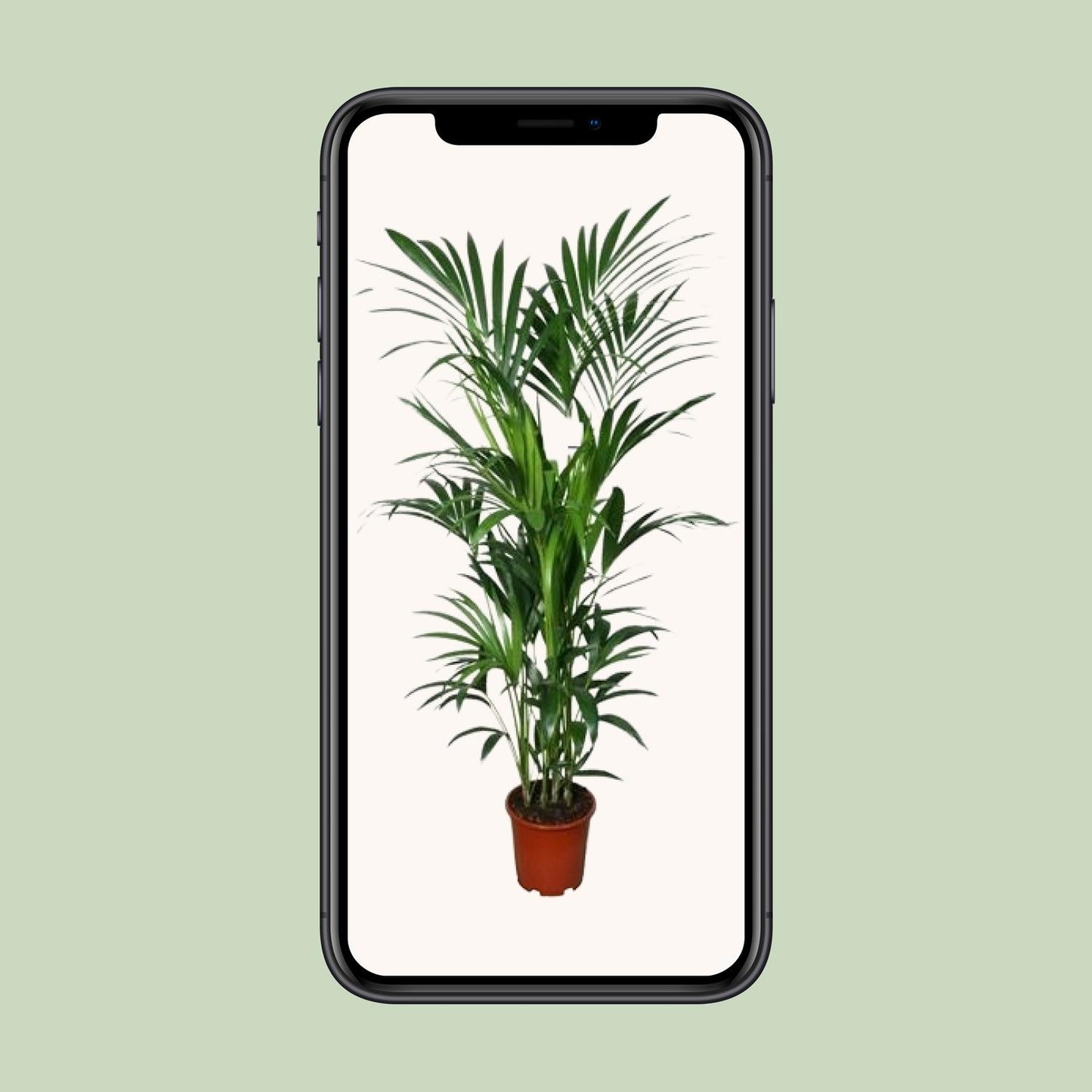 Kentia-Palme Howea – Ø27cm Topf, ca. 180cm hoch