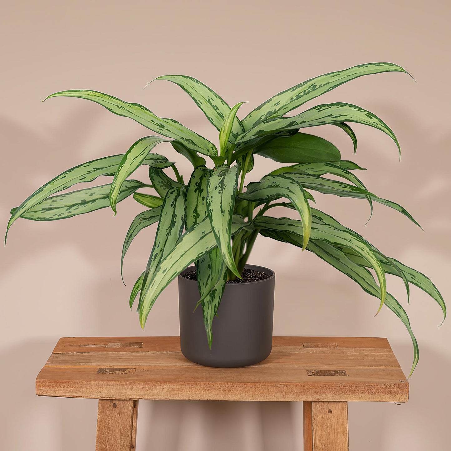 Aglaonema Cutlass – Pflegeleichte Designpflanze Ø30cm