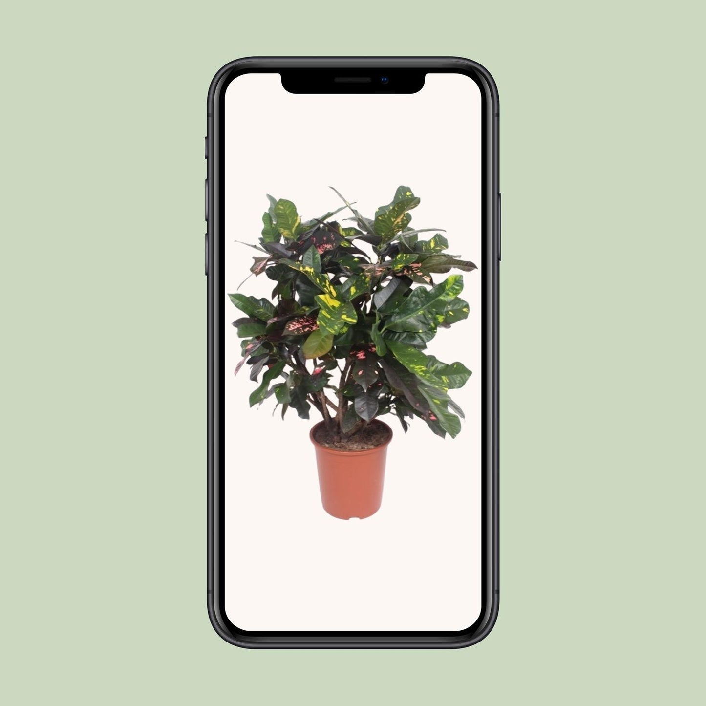 Codiaeum Magnificent (Croton) – Ø27cm, ca. 110cm hoch