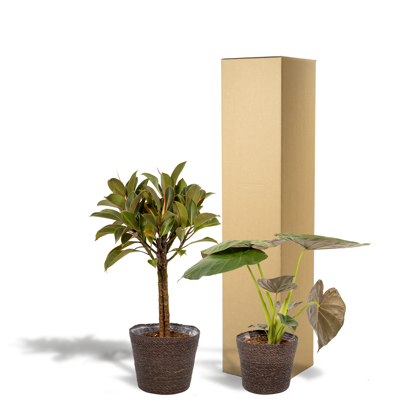 Ficus Elastica Melany & Alocasia Wentii im Korb Ø21cm/Ø19cm